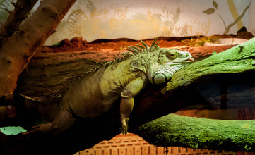 Green iguana